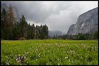 Wildflowers in Cook Meadow in stormy weather. Yosemite National Park ( color)