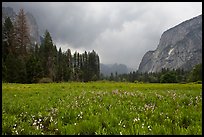 Wildflowers in Cook Meadow in stormy weather. Yosemite National Park, California, USA. (color)