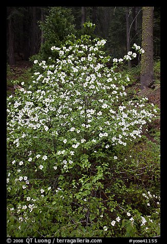 Pacific Dogwood in bloom near Crane Flat. Yosemite National Park, California, USA.