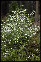 Pacific Dogwood in bloom near Crane Flat. Yosemite National Park ( color)