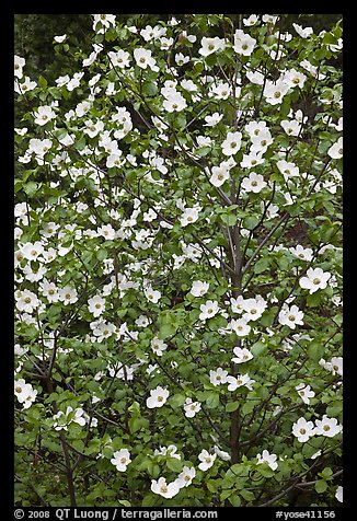 Close up of Pacific Dogwood. Yosemite National Park, California, USA.