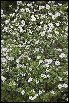 Close up of Pacific Dogwood. Yosemite National Park ( color)