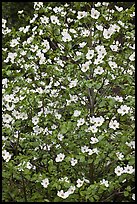 Close up of Pacific Dogwood. Yosemite National Park, California, USA. (color)