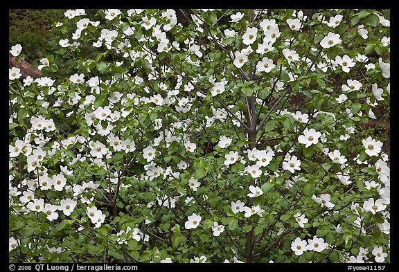 Pacific Dogwood flowers. Yosemite National Park (color)