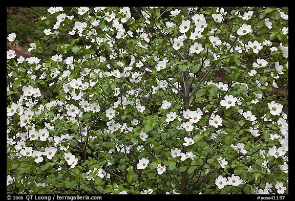 Pacific Dogwood flowers. Yosemite National Park, California, USA.