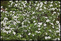 Pacific Dogwood flowers. Yosemite National Park ( color)