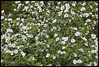 Pacific Dogwood flowers. Yosemite National Park, California, USA.