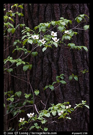 Dogwood branches with flowers against trunk. Yosemite National Park, California, USA.