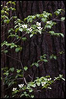 Dogwood branches with flowers against trunk. Yosemite National Park, California, USA. (color)