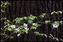 Dogwood branch with flowers against trunk. Yosemite National Park ( color)