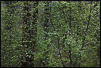 Curtain of recent Dogwood leaves and flowers in forest. Yosemite National Park ( color)