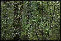 Curtain of recent Dogwood leaves and flowers in forest. Yosemite National Park, California, USA.