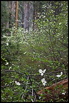 Forest with dogwoods in bloom near Crane Flat. Yosemite National Park, California, USA.