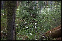 Spring Forest with white dogwood blossoms. Yosemite National Park, California, USA. (color)