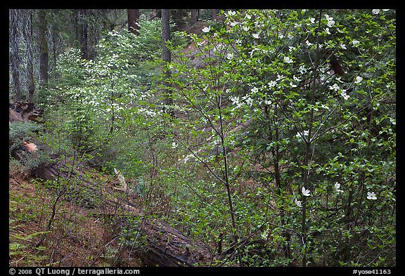 Forest in spring with fallen trees, and flowering dogwoods. Yosemite National Park, California, USA.