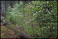 Forest in spring with fallen trees, and flowering dogwoods. Yosemite National Park, California, USA. (color)