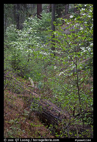 Ravine in spring with blooming dogwoods near Crane Flat. Yosemite National Park (color)