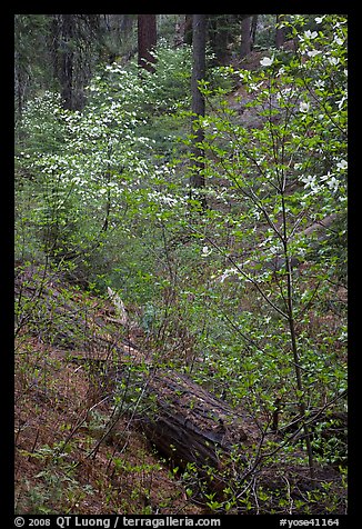 Ravine in spring with blooming dogwoods near Crane Flat. Yosemite National Park, California, USA.