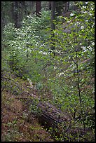 Ravine in spring with blooming dogwoods near Crane Flat. Yosemite National Park, California, USA. (color)