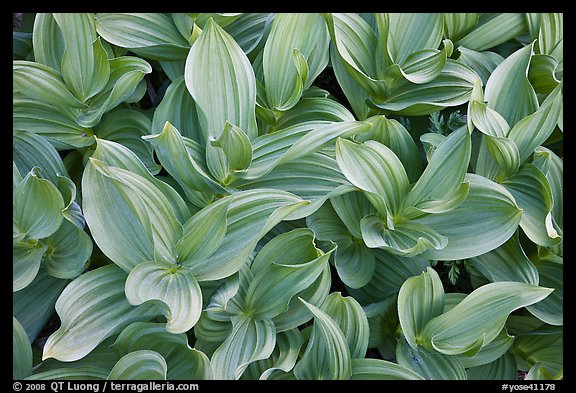 Corn lilly (Veratrum californicum). Yosemite National Park (color)