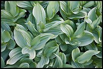 Corn lilly (Veratrum californicum). Yosemite National Park, California, USA.