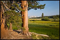 Pine trees and Tuolumne Meadows, early morning. Yosemite National Park ( color)