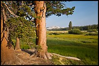 Pine trees and Tuolumne Meadows, early morning. Yosemite National Park ( color)