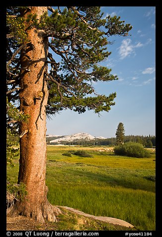 Pine tree in meadow, Tuolumne Meadows. Yosemite National Park (color)