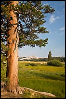 Pine tree in meadow, Tuolumne Meadows. Yosemite National Park, California, USA. (color)
