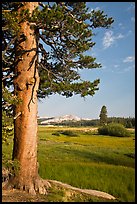 Pine tree in meadow, Tuolumne Meadows. Yosemite National Park, California, USA.