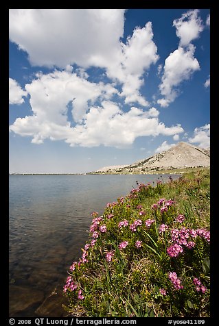 Wildflowers on shore of Gaylor Lake and clouds. Yosemite National Park, California, USA.
