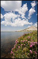 Wildflowers on shore of Gaylor Lake and clouds. Yosemite National Park ( color)