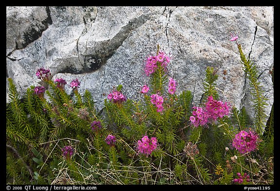 Alpine flowers and granite. Yosemite National Park (color)