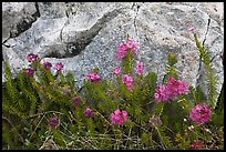 Alpine flowers and granite. Yosemite National Park ( color)