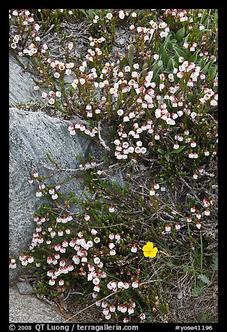 Close up of alpine flowers. Yosemite National Park, California, USA.