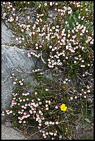 Close up of alpine flowers. Yosemite National Park, California, USA.