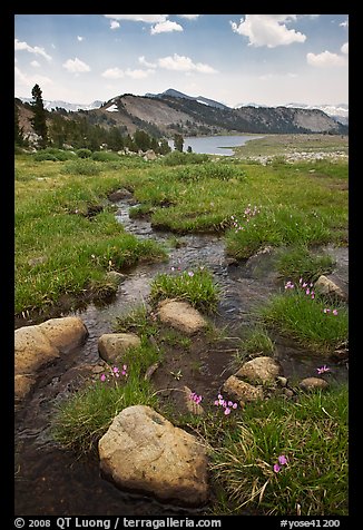 Wildflowers and stream between Gaylor Lakes. Yosemite National Park (color)