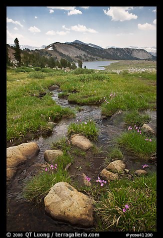 Wildflowers and stream between Gaylor Lakes. Yosemite National Park, California, USA.