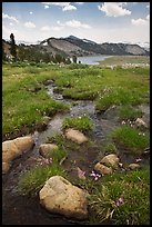 Wildflowers and stream between Gaylor Lakes. Yosemite National Park ( color)