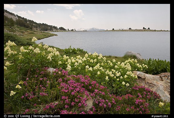 Wildflowers and lower Gaylor Lake. Yosemite National Park (color)