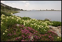 Wildflowers and lower Gaylor Lake. Yosemite National Park ( color)