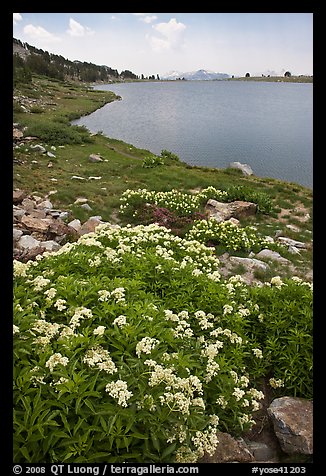 Alpine flowers near Gaylor Lake. Yosemite National Park (color)