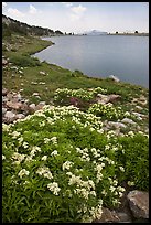 Alpine flowers near Gaylor Lake. Yosemite National Park ( color)