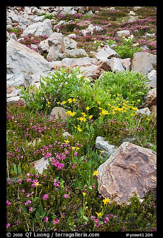 Alpine flowers and rocks. Yosemite National Park, California, USA.