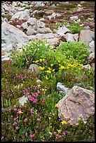 Alpine flowers and rocks. Yosemite National Park, California, USA. (color)