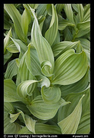 Corn lillies close-up. Yosemite National Park, California, USA.