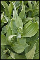 Corn lillies close-up. Yosemite National Park ( color)