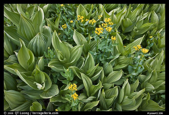 Corn lilly and yellow flowers. Yosemite National Park (color)