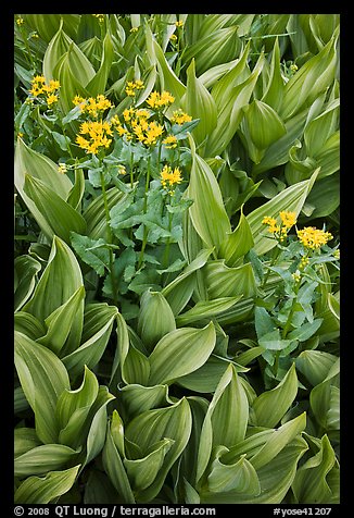 Corn lillies with yellow flowers. Yosemite National Park, California, USA.