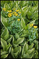 Corn lillies with yellow flowers. Yosemite National Park, California, USA.